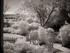 Terry's Garden 1